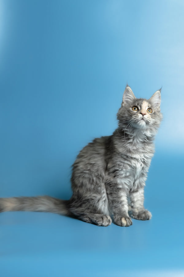 Monica | Maine Coon Kitten