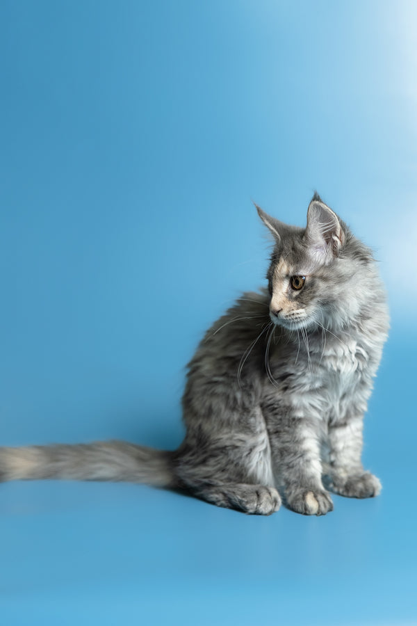 Monica | Maine Coon Kitten