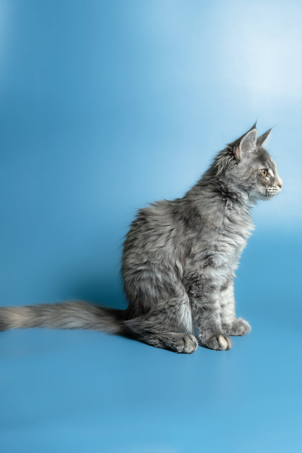 Monica | Maine Coon Kitten