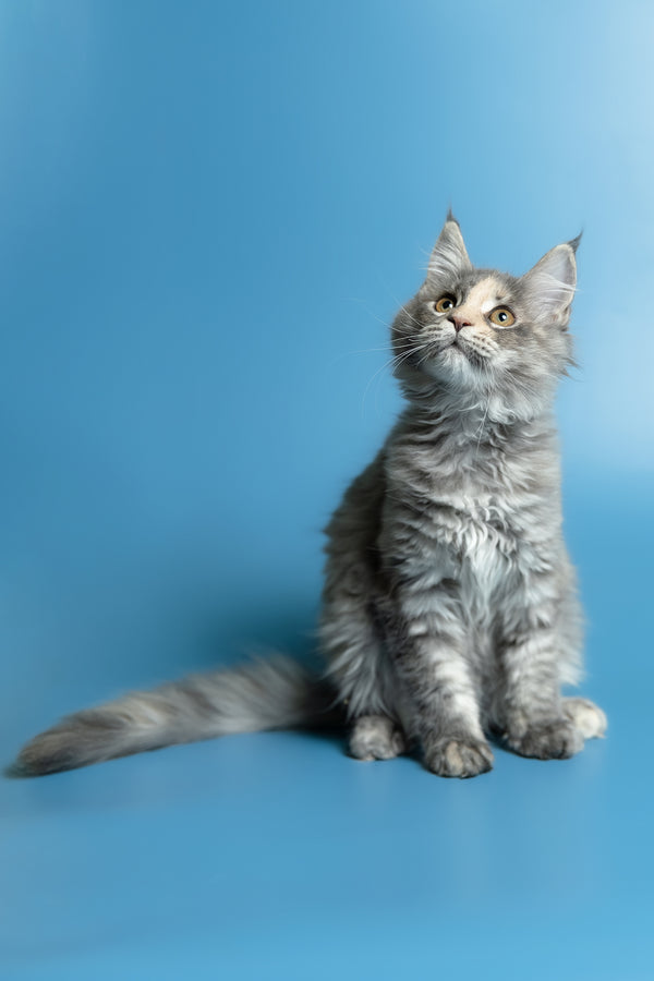 Monica | Maine Coon Kitten