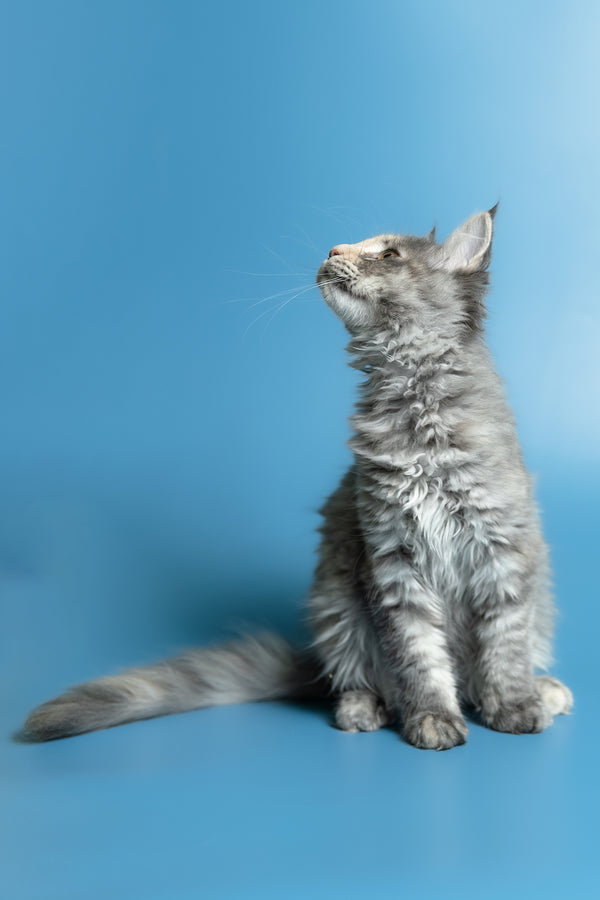 Monica | Maine Coon Kitten