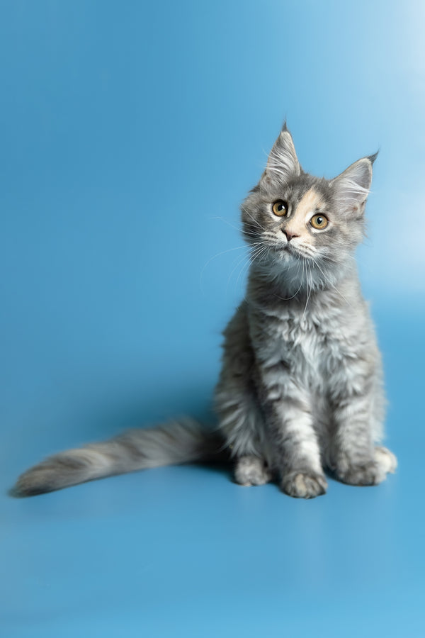 Monica | Maine Coon Kitten