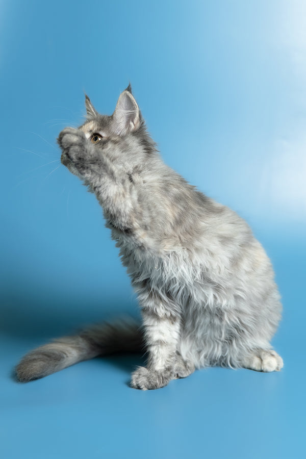 Monica | Maine Coon Kitten