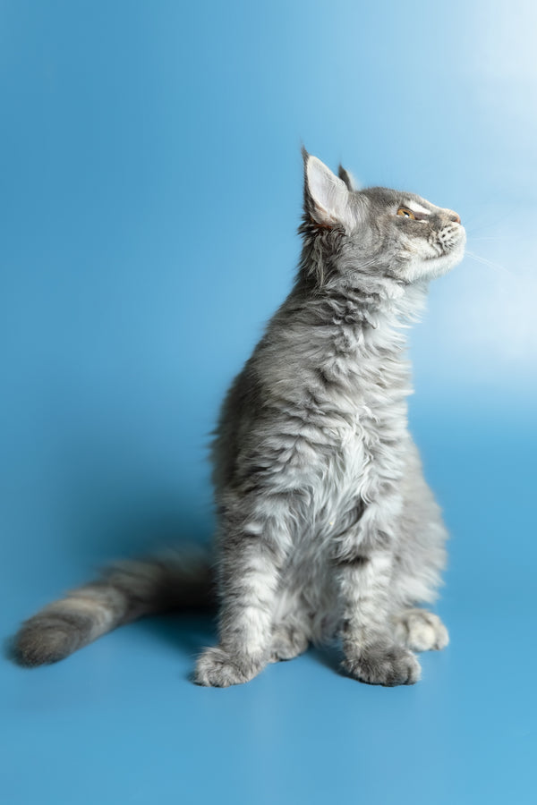 Monica | Maine Coon Kitten