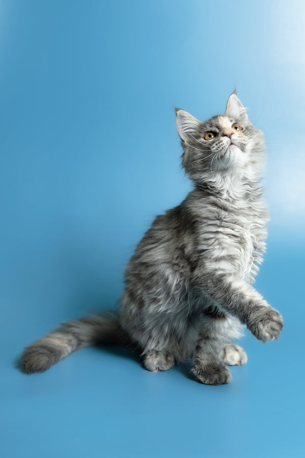 Monica | Maine Coon Kitten