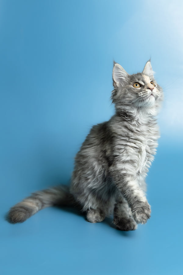 Monica | Maine Coon Kitten