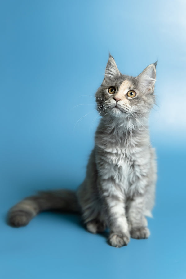 Monica | Maine Coon Kitten
