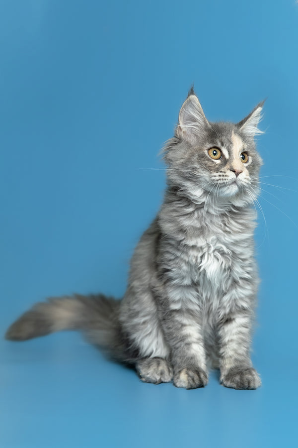 Monica | Maine Coon Kitten