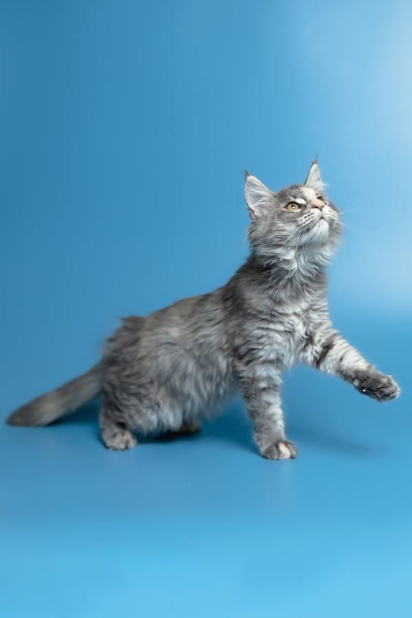 Monica | Maine Coon Kitten