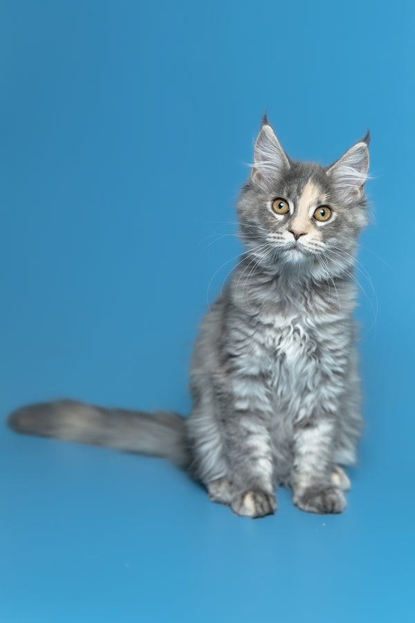 Monica | Maine Coon Kitten