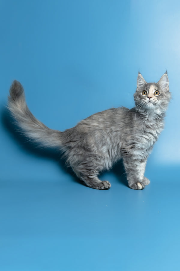 Monica | Maine Coon Kitten
