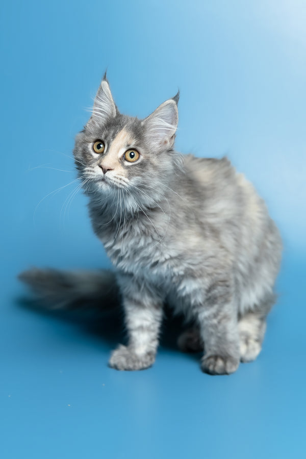Monica | Maine Coon Kitten