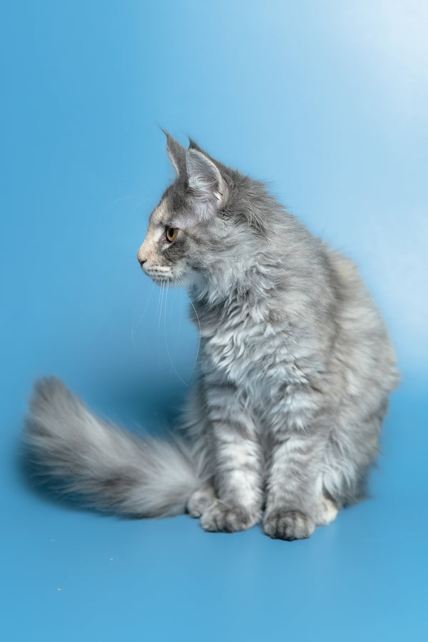 Monica | Maine Coon Kitten