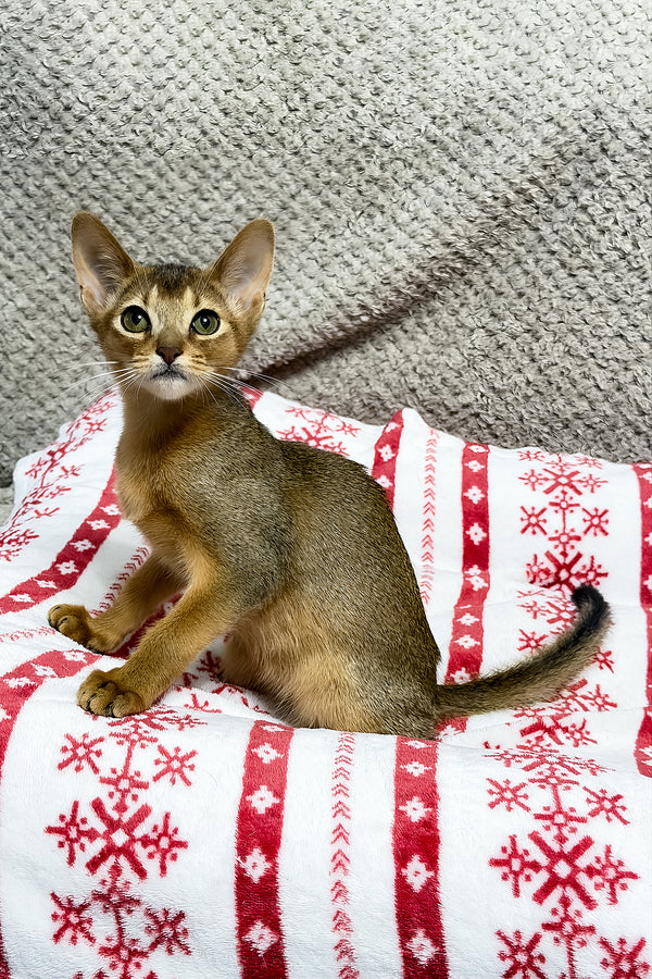 Sky | Abyssinian Kitten
