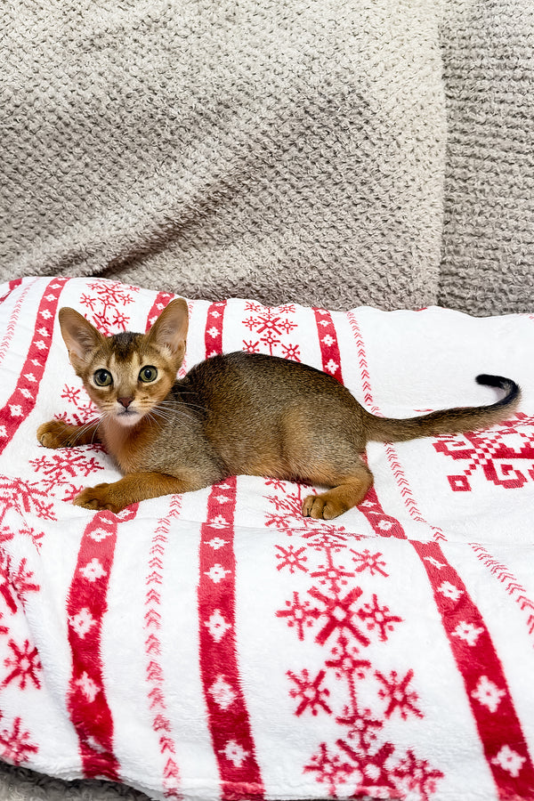 Sky | Abyssinian Kitten