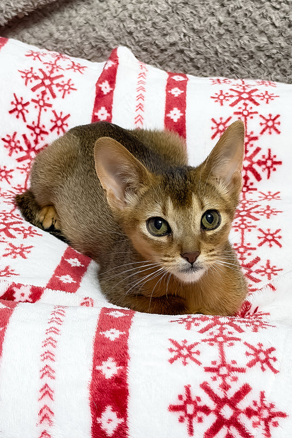 Sky | Abyssinian Kitten