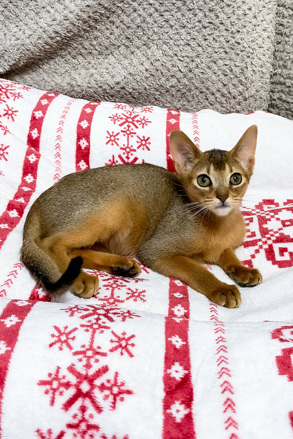 Sky | Abyssinian Kitten