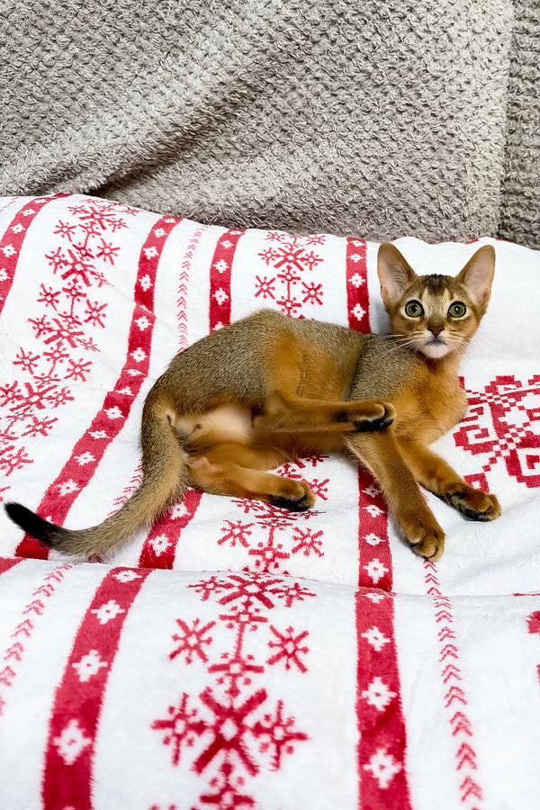 Sky | Abyssinian Kitten