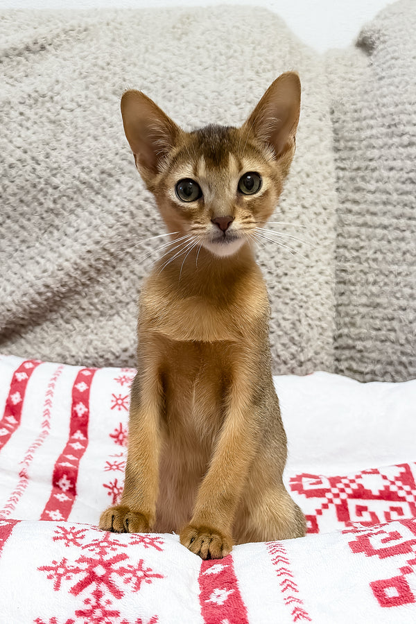 Sky | Abyssinian Kitten