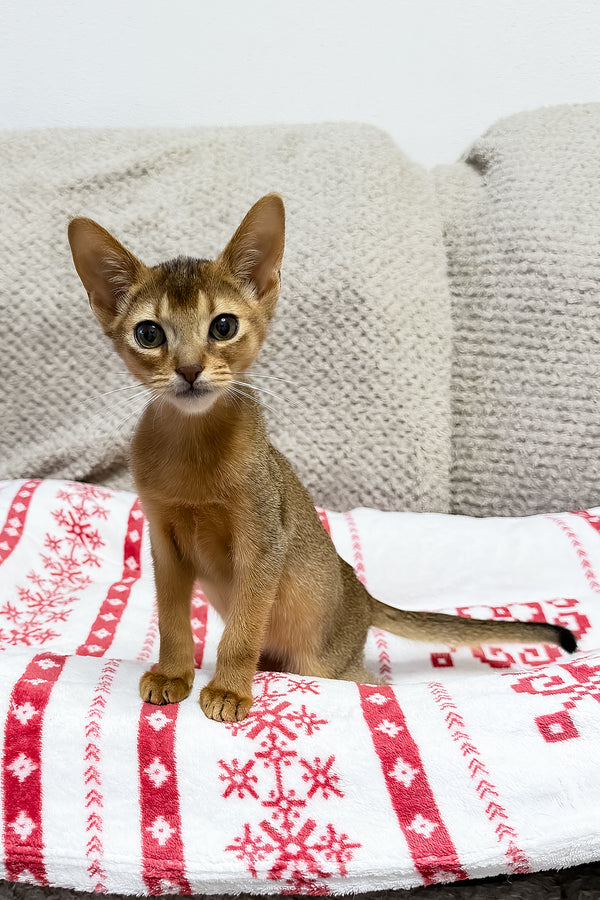 Sky | Abyssinian Kitten