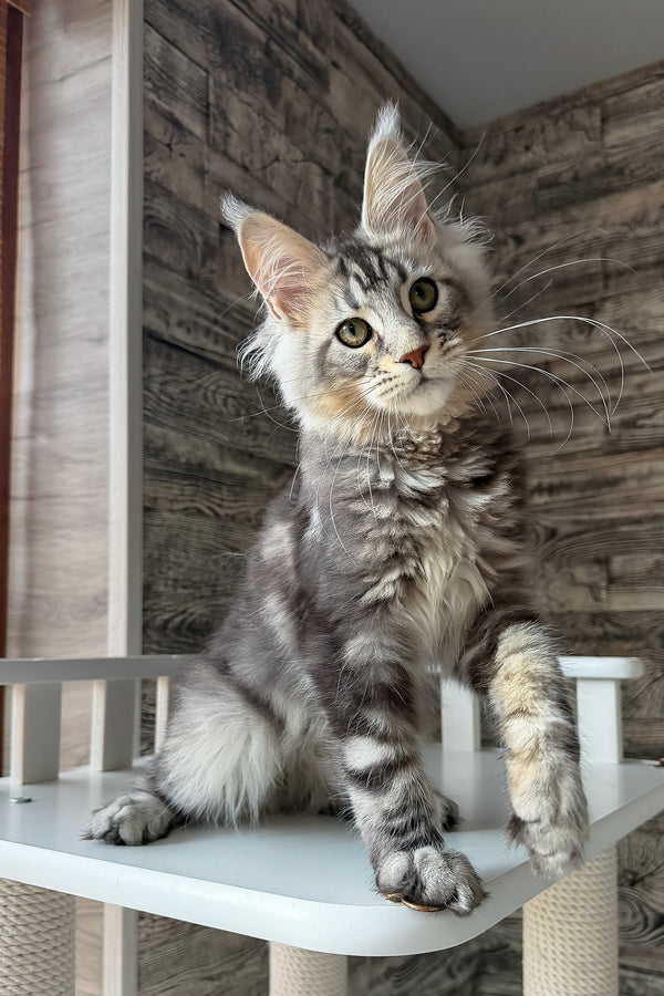 Shaman | Maine Coon Kitten