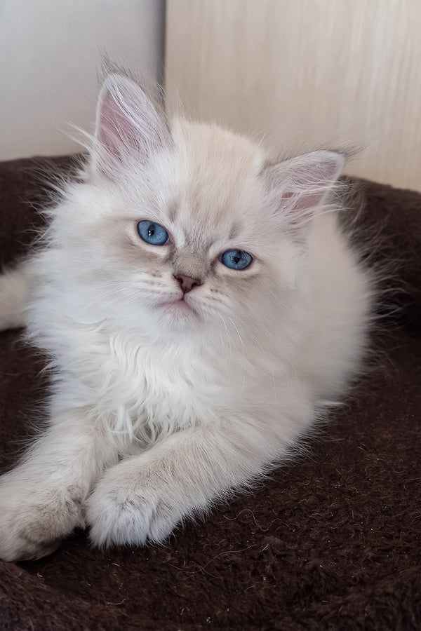 Mykhailo | Siberian Kitten