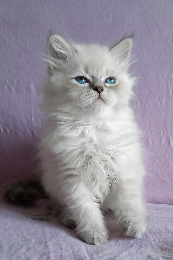 Mykhailo | Siberian Kitten