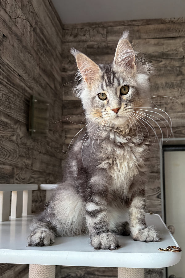 Shaman | Maine Coon Kitten