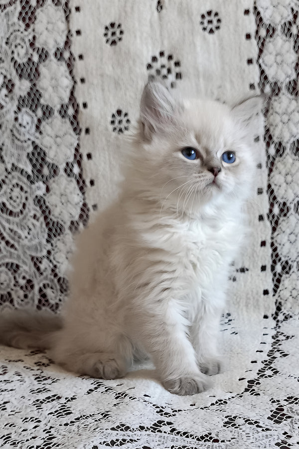 Mykhailo | Siberian Kitten