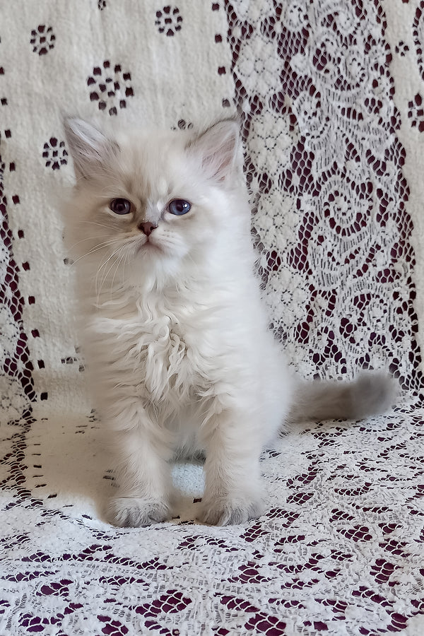 Mykhailo | Siberian Kitten
