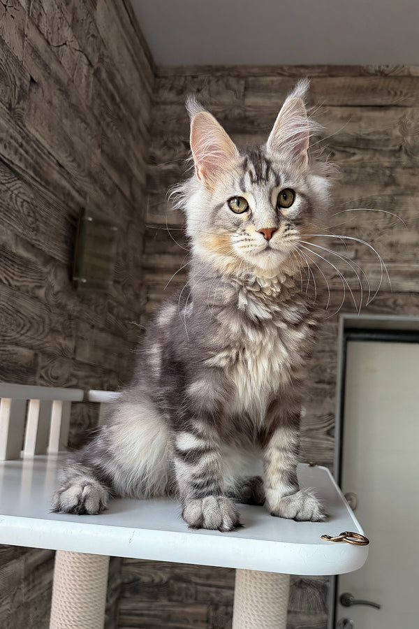 Shaman | Maine Coon Kitten