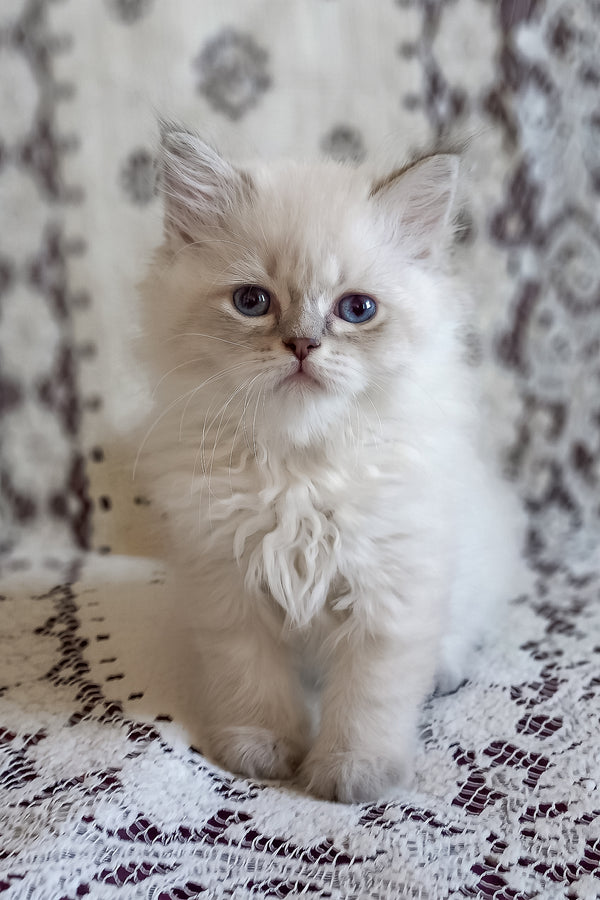 Mykhailo | Siberian Kitten