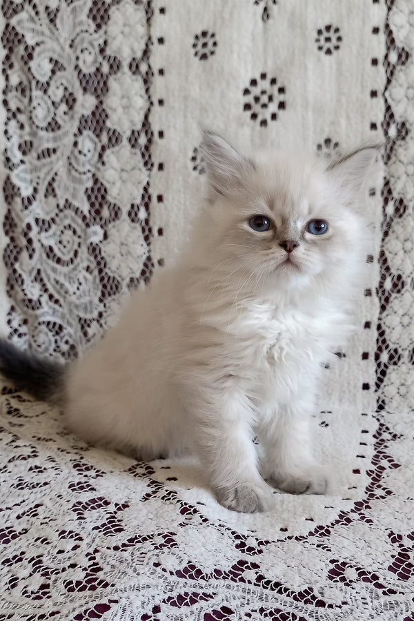 Mykhailo | Siberian Kitten
