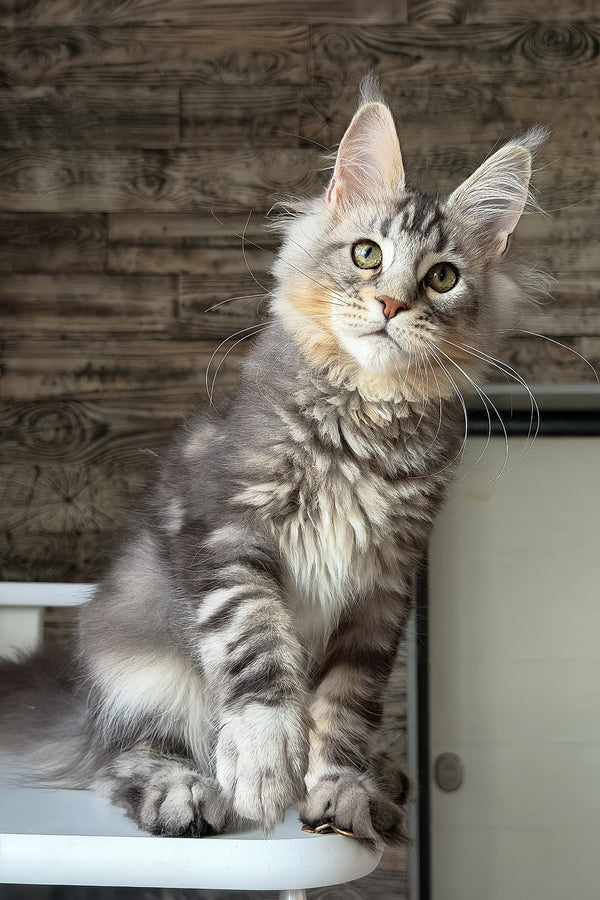 Shaman | Maine Coon Kitten