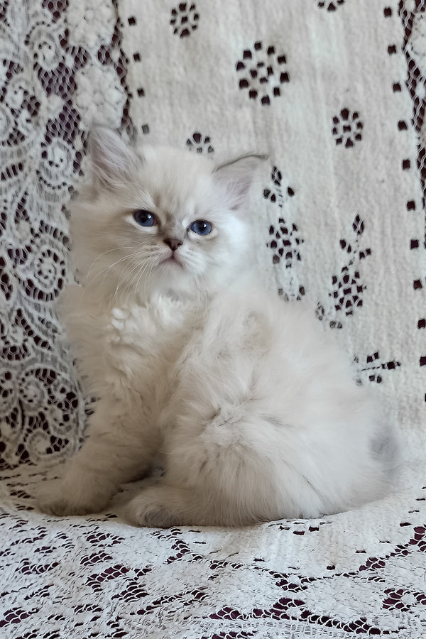 Mykhailo | Siberian Kitten