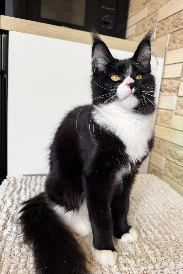 Plush | Maine Coon Kitten