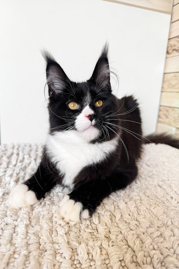 Plush | Maine Coon Kitten