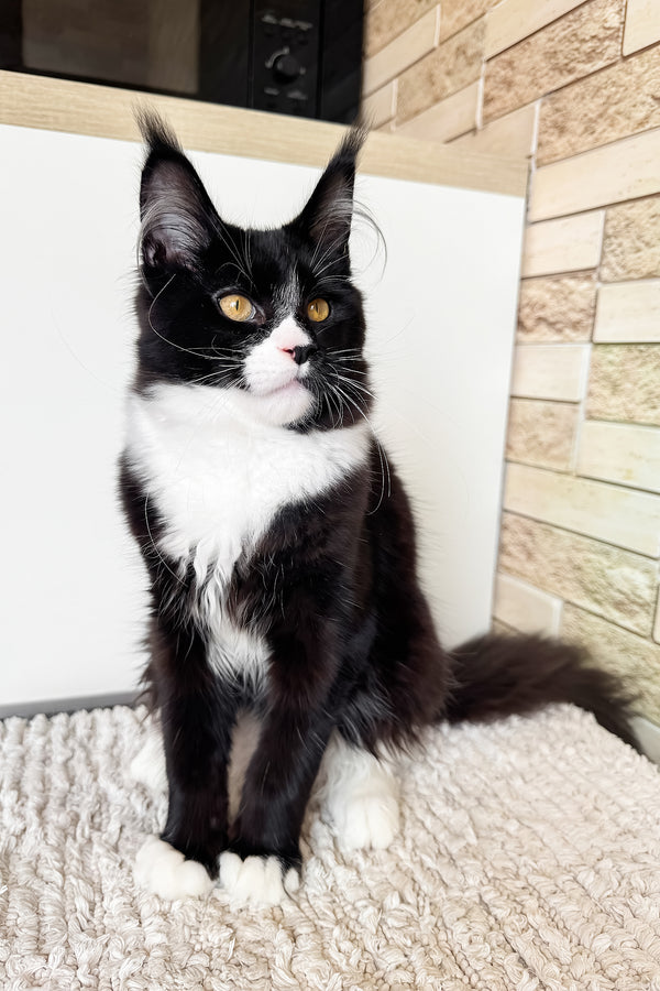 Plush | Maine Coon Kitten