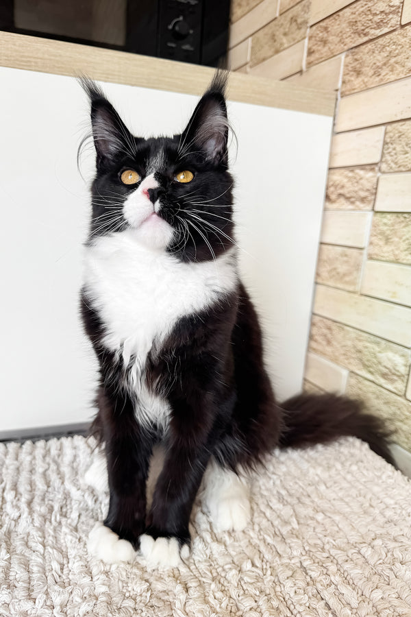 Plush | Maine Coon Kitten