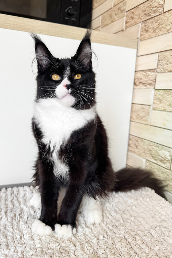 Plush | Maine Coon Kitten