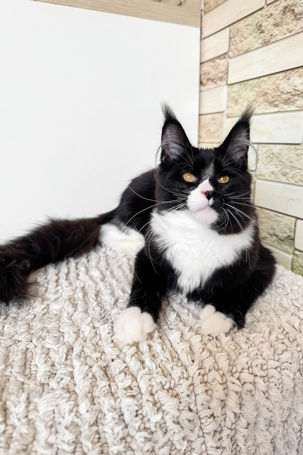 Plush | Maine Coon Kitten