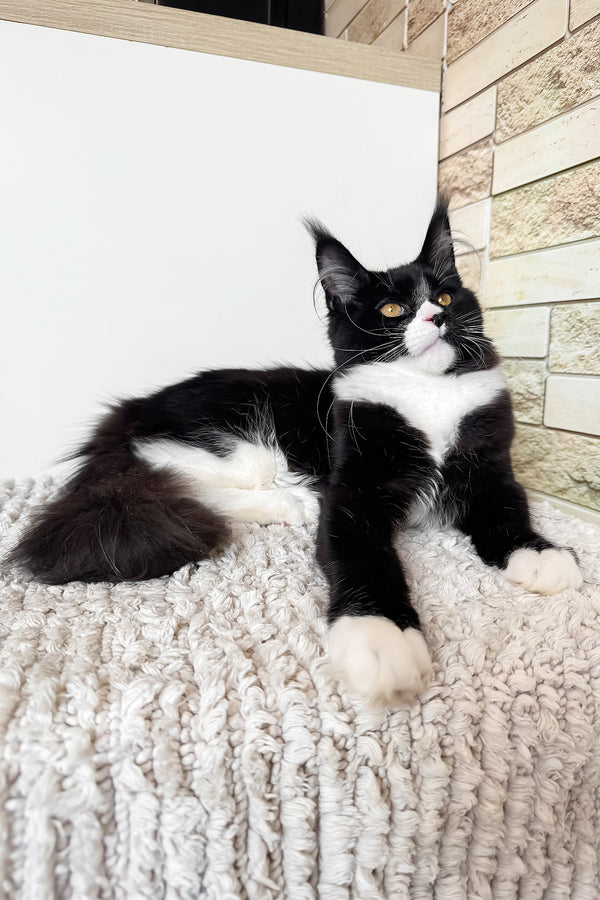 Plush | Maine Coon Kitten