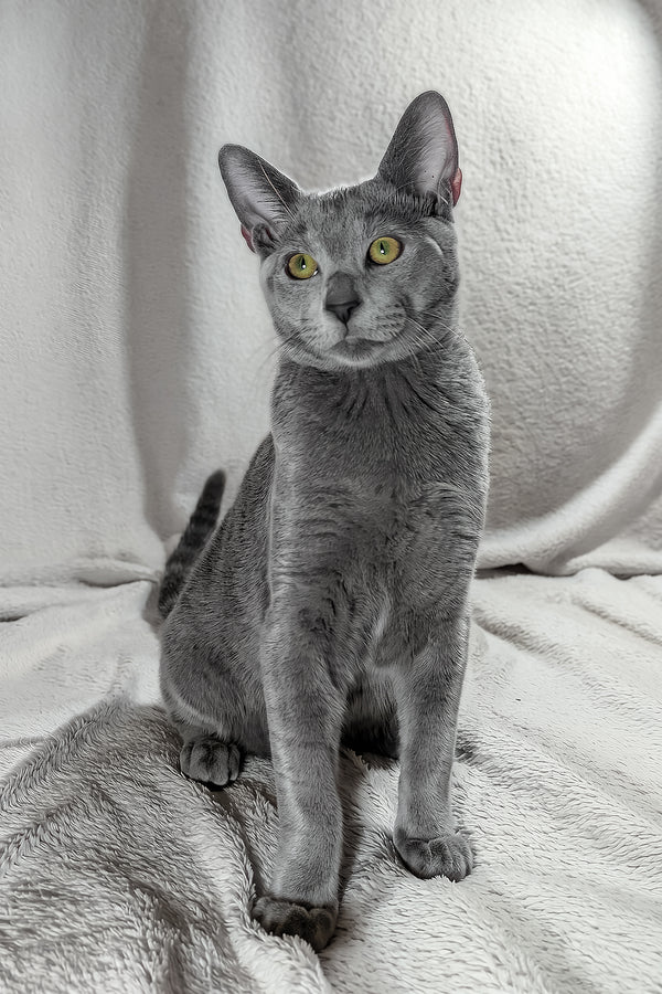 Partos | Russian Blue Kitten