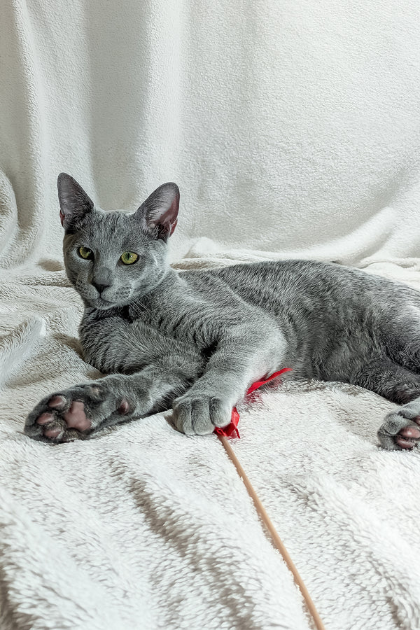 Partos | Russian Blue Kitten