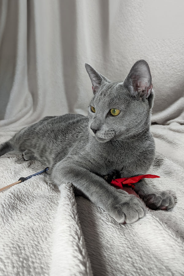 Partos | Russian Blue Kitten