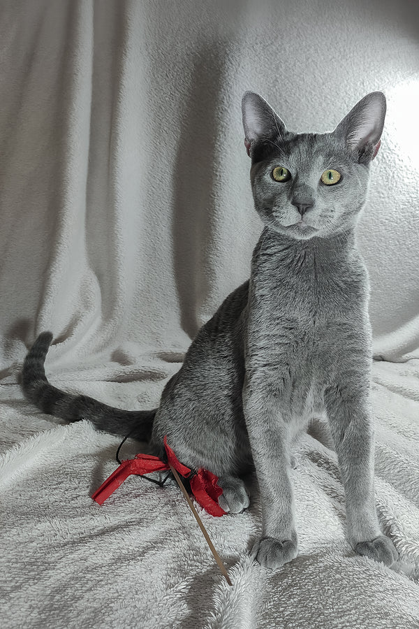 Partos | Russian Blue Kitten