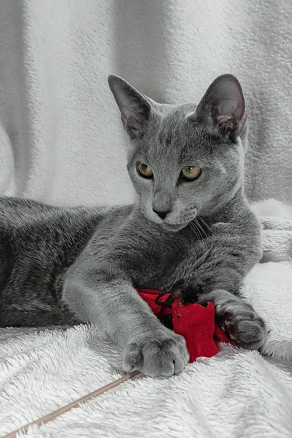 Partos | Russian Blue Kitten
