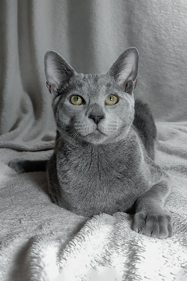 Partos | Russian Blue Kitten