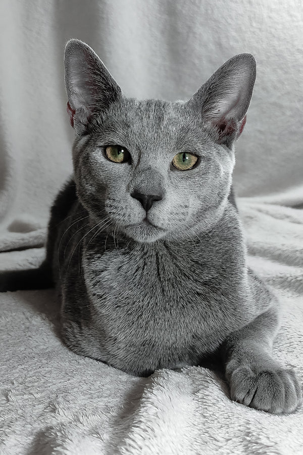 Partos | Russian Blue Kitten