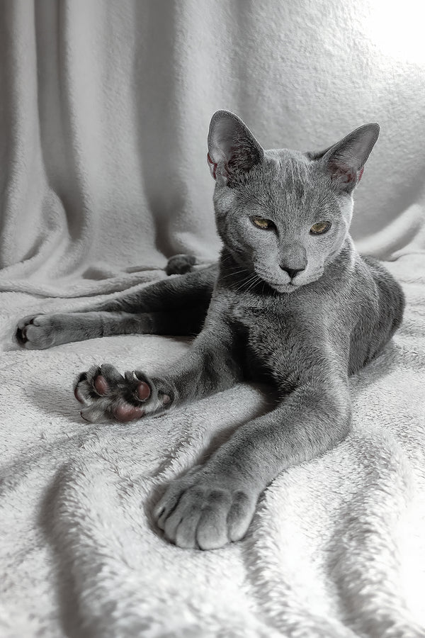 Partos | Russian Blue Kitten